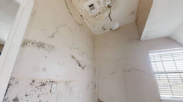 Mold Removal for HVAC Installations in Plant City, FL