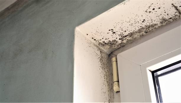 Best Mold Remediation for Healthcare Facilities  in Plant City, FL
