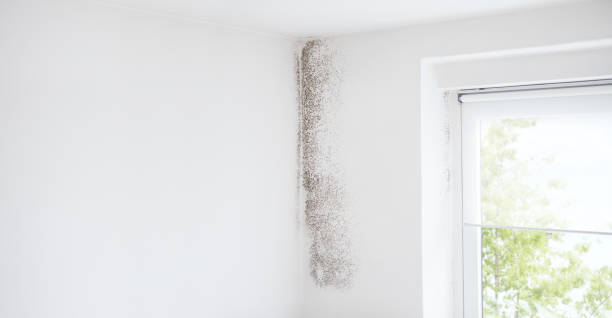 Best Water Damage & Mold Remediation  in Plant City, FL