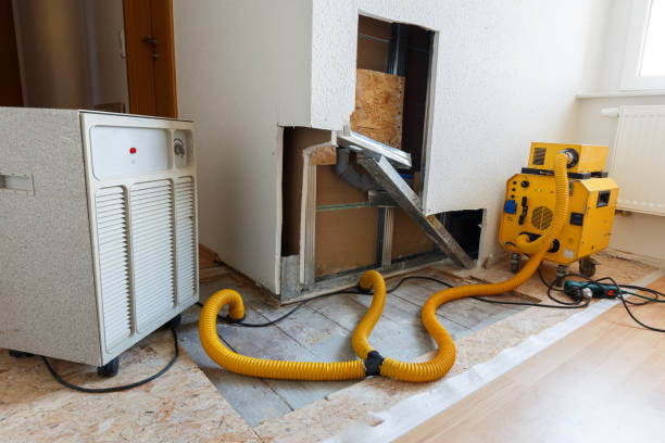 Best Basement Mold Removal  in Plant City, FL