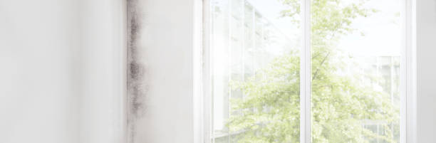 Best Industrial Mold Remediation  in Plant City, FL