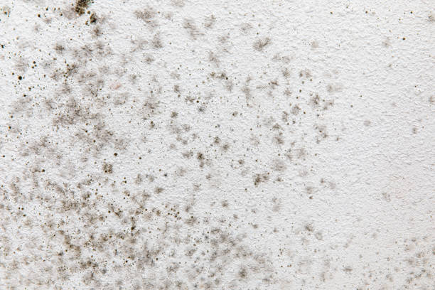 Best Mold Prevention Services  in Plant City, FL