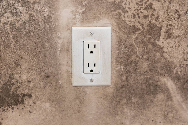 Best Mold Odor Removal Services  in Plant City, FL