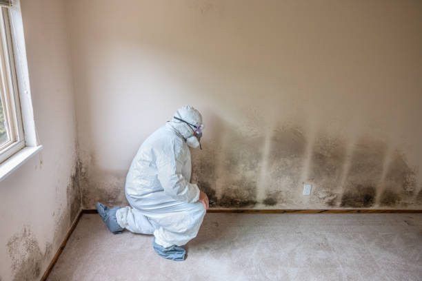 Best Real Estate Mold Inspection  in Plant City, FL