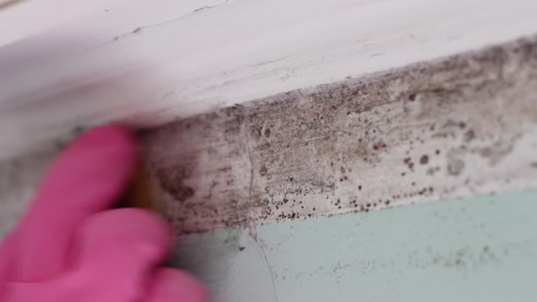 Best HVAC Mold Inspection and Cleaning  in Plant City, FL